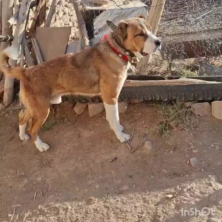 سگ گله ای|سگ|دلیجان, |دیوار