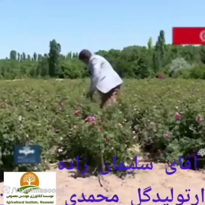 فروش نهال گل محمدی اصلاح شده بدون خار|خدمات باغبانی و درختکاری|نیشابور, مبارکه|دیوار