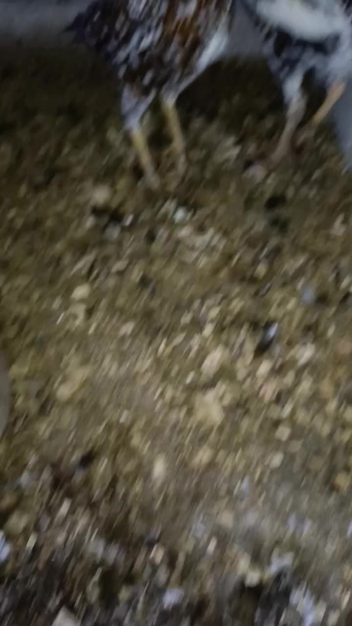 دو عدد مرغ لاری چیل  معاوضه با اوشامو یا نوک طوطی|حیوانات مزرعه|رشت, توشیبا|دیوار