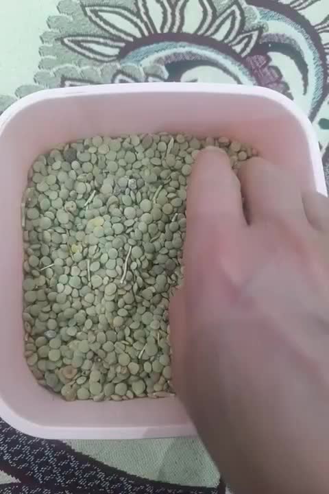 عدس|خوردنی و آشامیدنی|فیروز, |دیوار