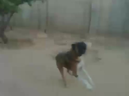 سگ نگهبان عالی میکس افغان و خراسان|سگ|کرج, کیانمهر|دیوار