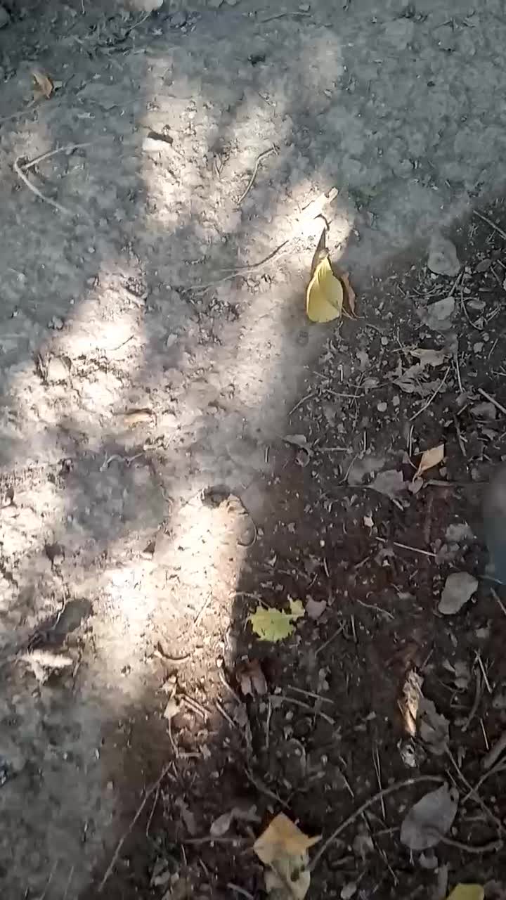 فروش خروس محلی|حیوانات مزرعه|هشتگرد, خور|دیوار