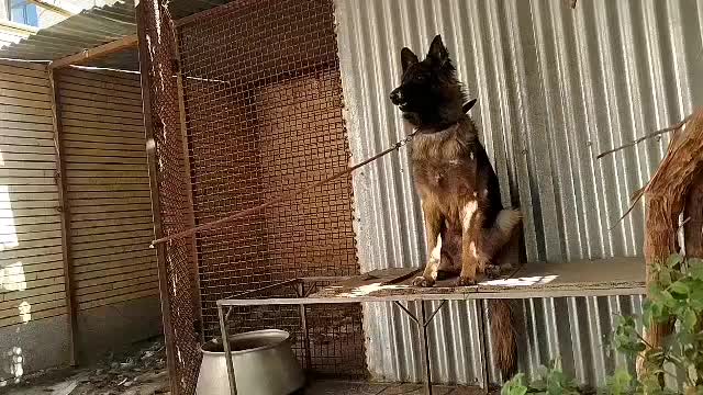 ژرمن ماده|سگ|کرمان, |دیوار