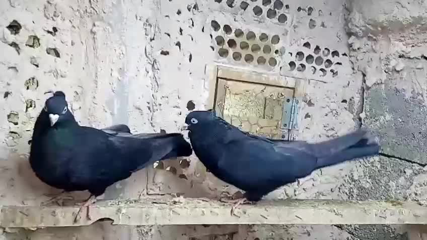 کبوتر زاغ|پرنده|مبارکه, |دیوار