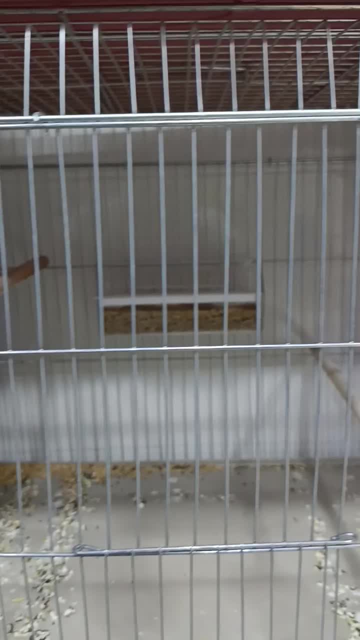 انواع قناری در رنگ ها و نژاد های مختلف بخون و عالی|پرنده|خورموج, |دیوار