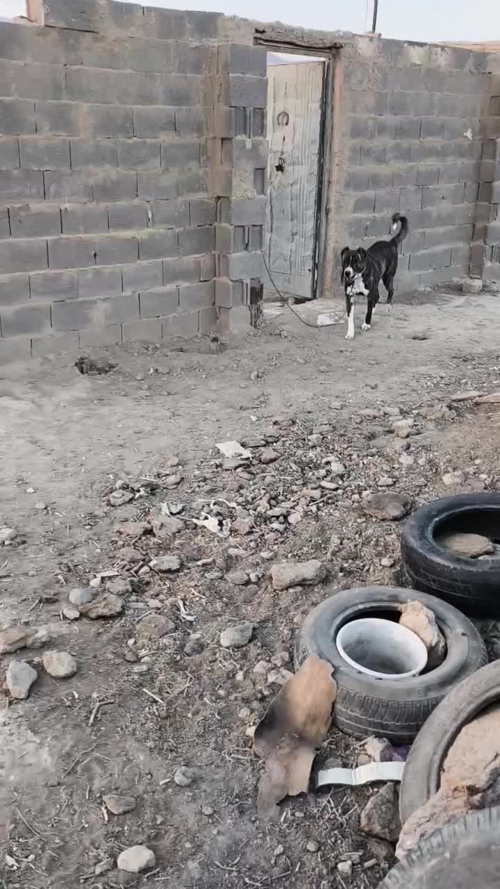 سگ گله افغانی 4 ساله|سگ|شاهرود, |دیوار