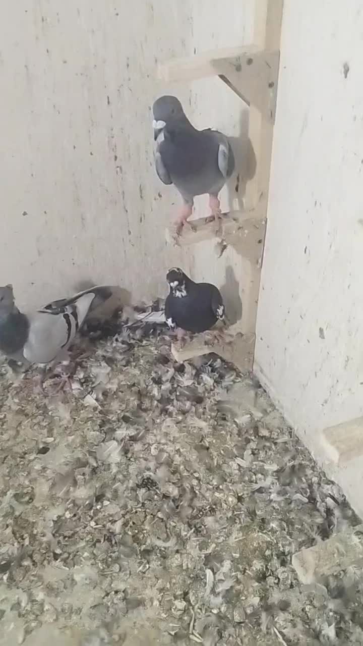 ۱۱عددکفتر پلاکی پرشی|پرنده|داراب, |دیوار