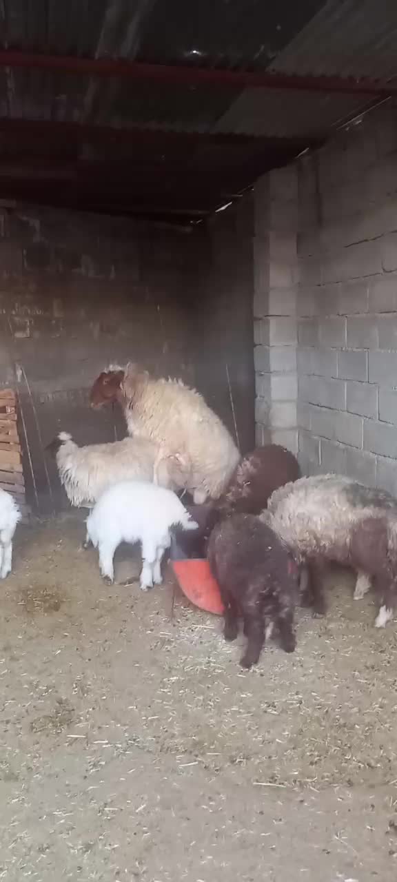 یه عدد شک ورن ۳شیره|حیوانات مزرعه|آبدانان, |دیوار