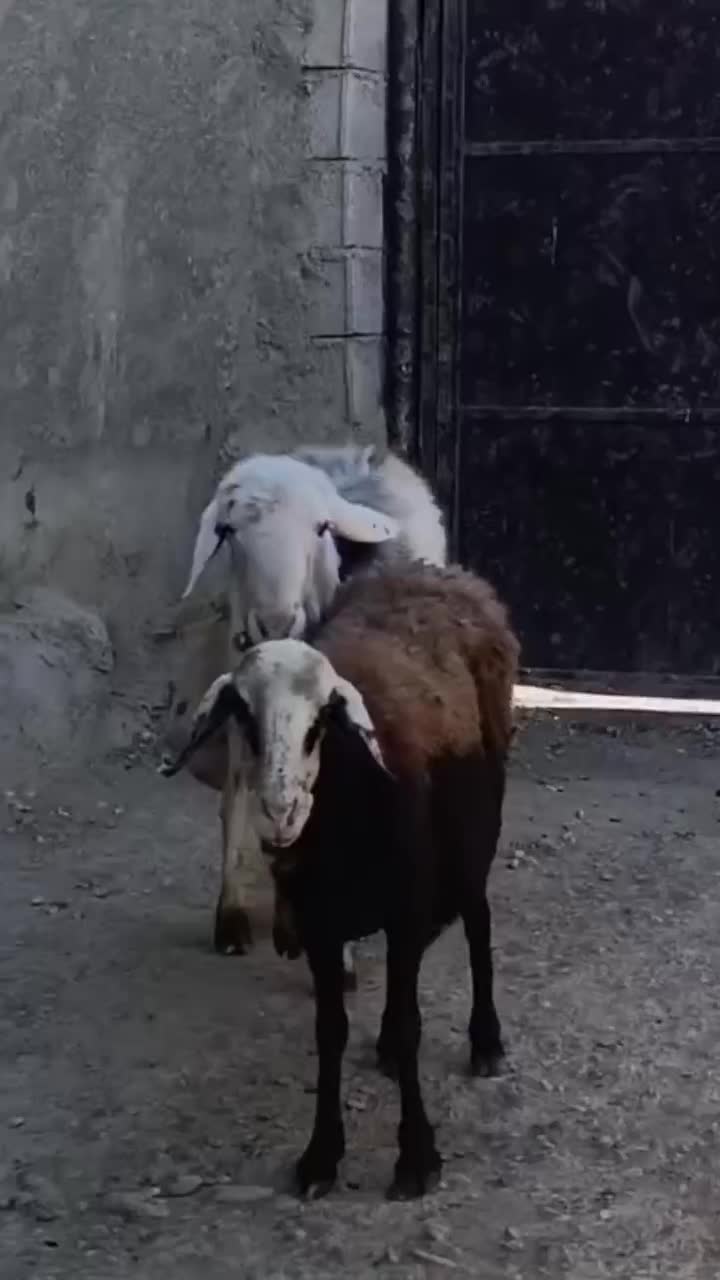 قوچ و میش|حیوانات مزرعه|بروجرد, |دیوار