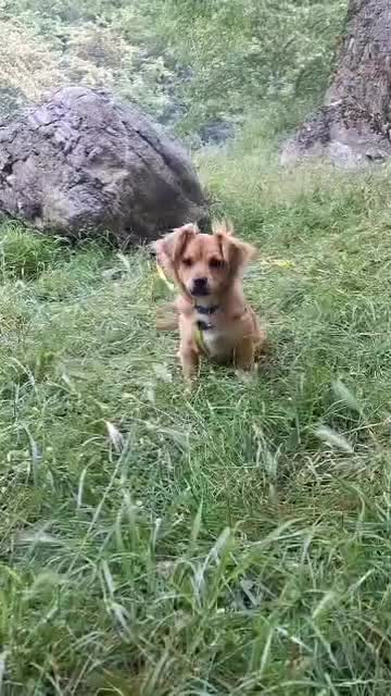 سگ پاکوتاه|سگ|گرگان, |دیوار