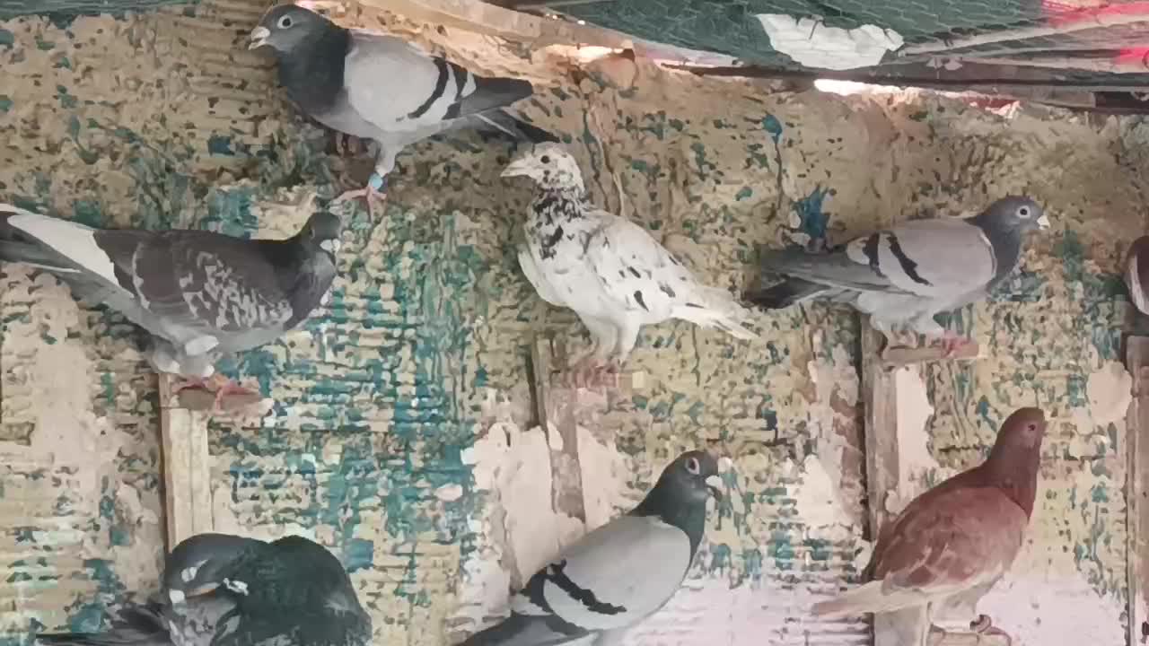 ۱۳۰،۰۰۰|پرنده|شیراز, دباغ خانه|دیوار