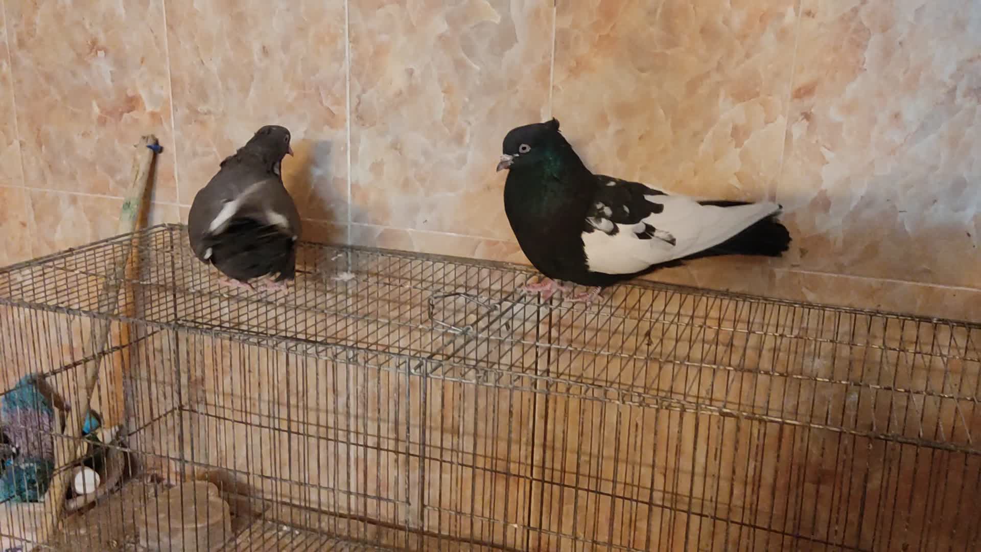 ی جفت سینه سیاه و قهوه ای|پرنده|صدرا-فارس, فاز ۲|دیوار