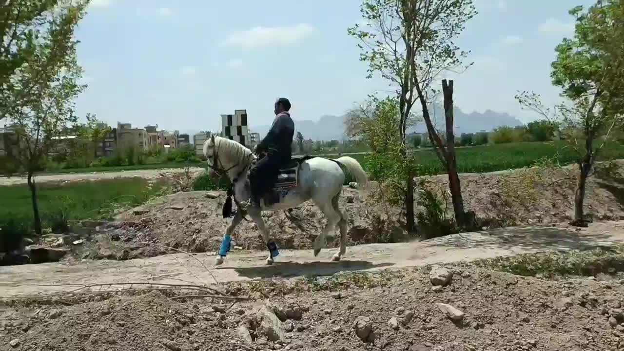 مادیان کرد|اسب و تجهیزات اسب‌سواری|رشت, منظریه|دیوار