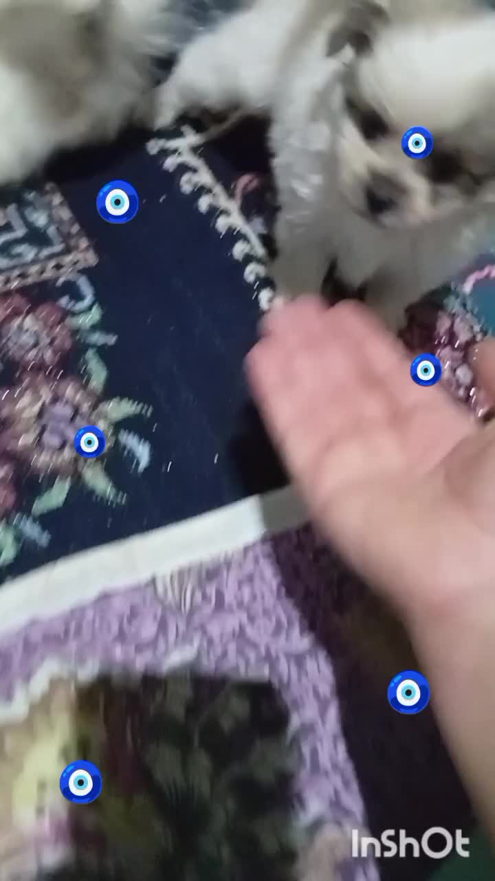 سگ شیتزو پامر|سگ|داراب, |دیوار