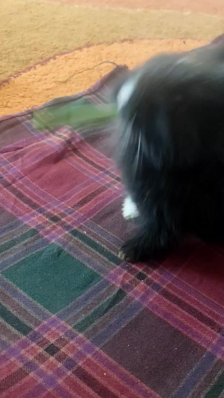 خرگوش نیمه لوپ|موش و خرگوش|بیرجند, |دیوار