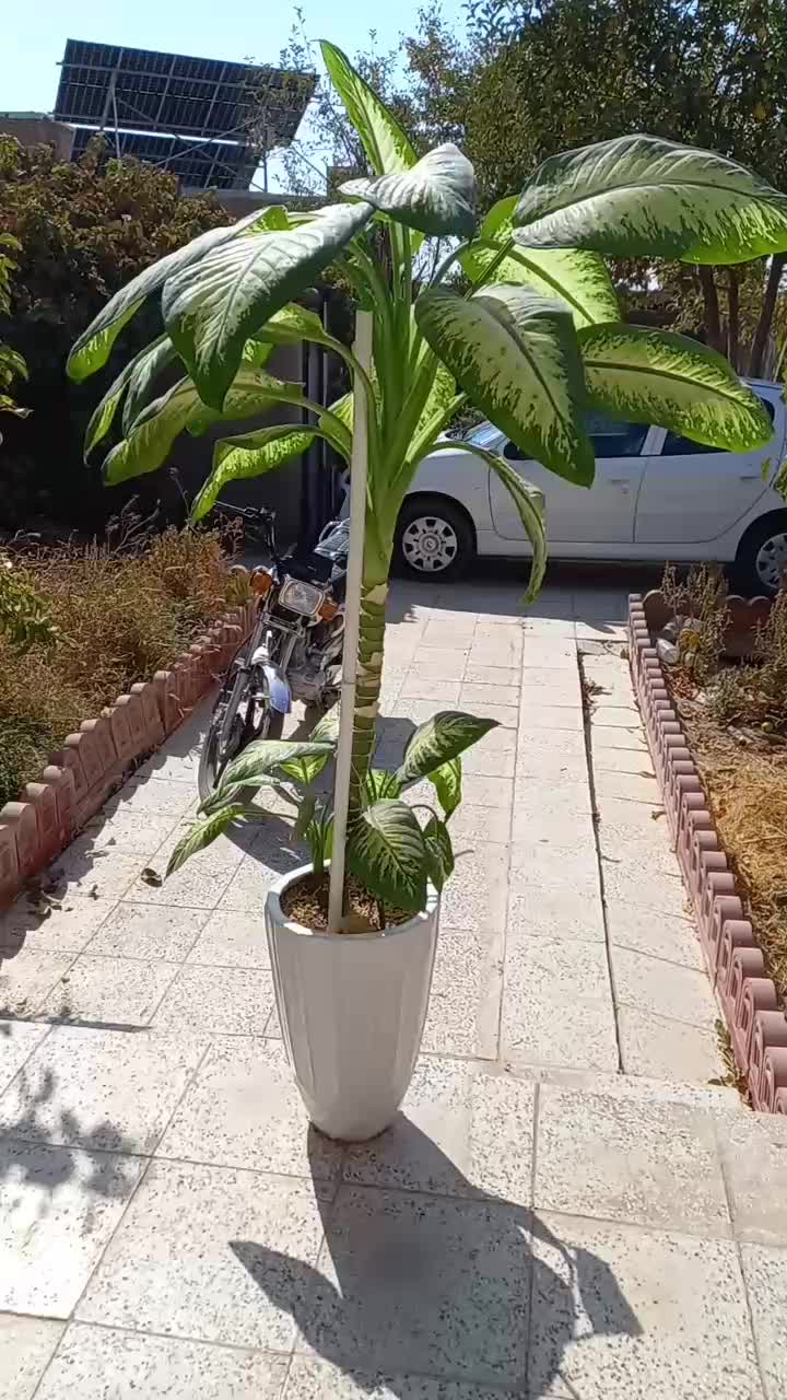 گل دیفن بزرگ|گل و گیاه طبیعی|فیروزه, |دیوار