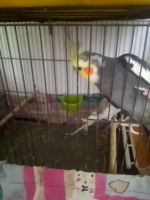 جفت عروس هلندی با جوجه|پرنده|مرودشت, ثبت احوال|دیوار