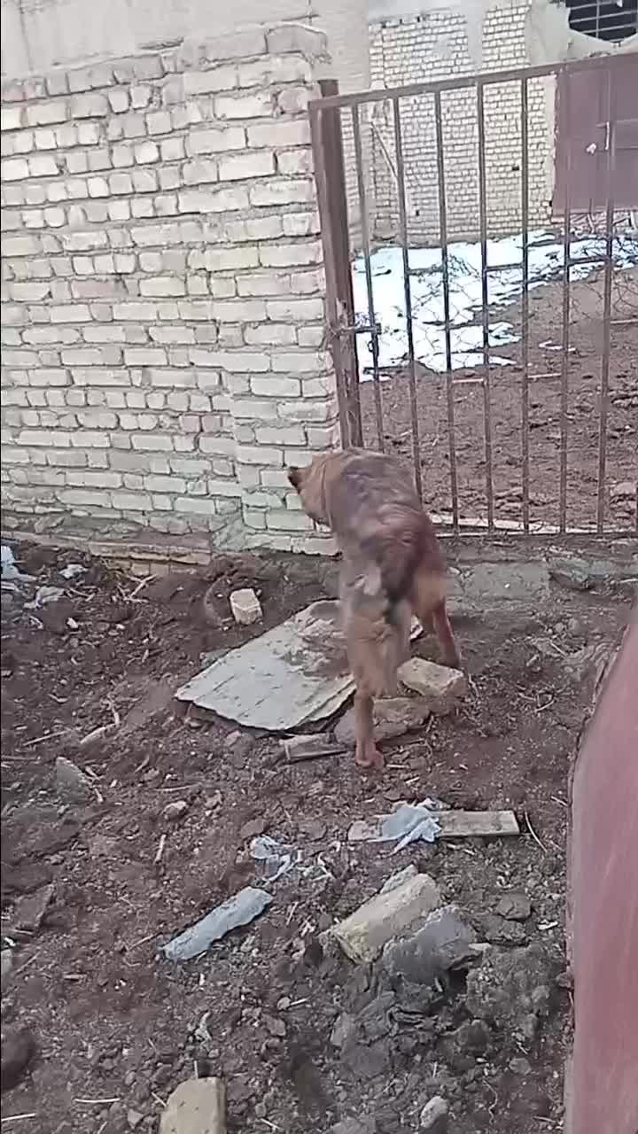 سگ سرخ|سگ|اصفهان, زیار|دیوار