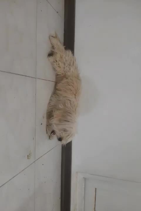 شیتزو  هشت ماهه ماده|سگ|بجنورد, |دیوار