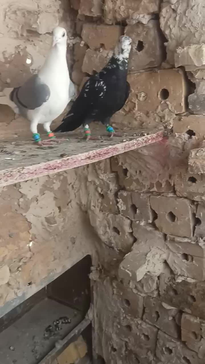 کبوتر یاکفتر|پرنده|تایباد, |دیوار