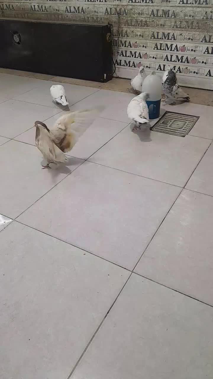 کبوتر|پرنده|محمدشهر, کوی بهار|دیوار