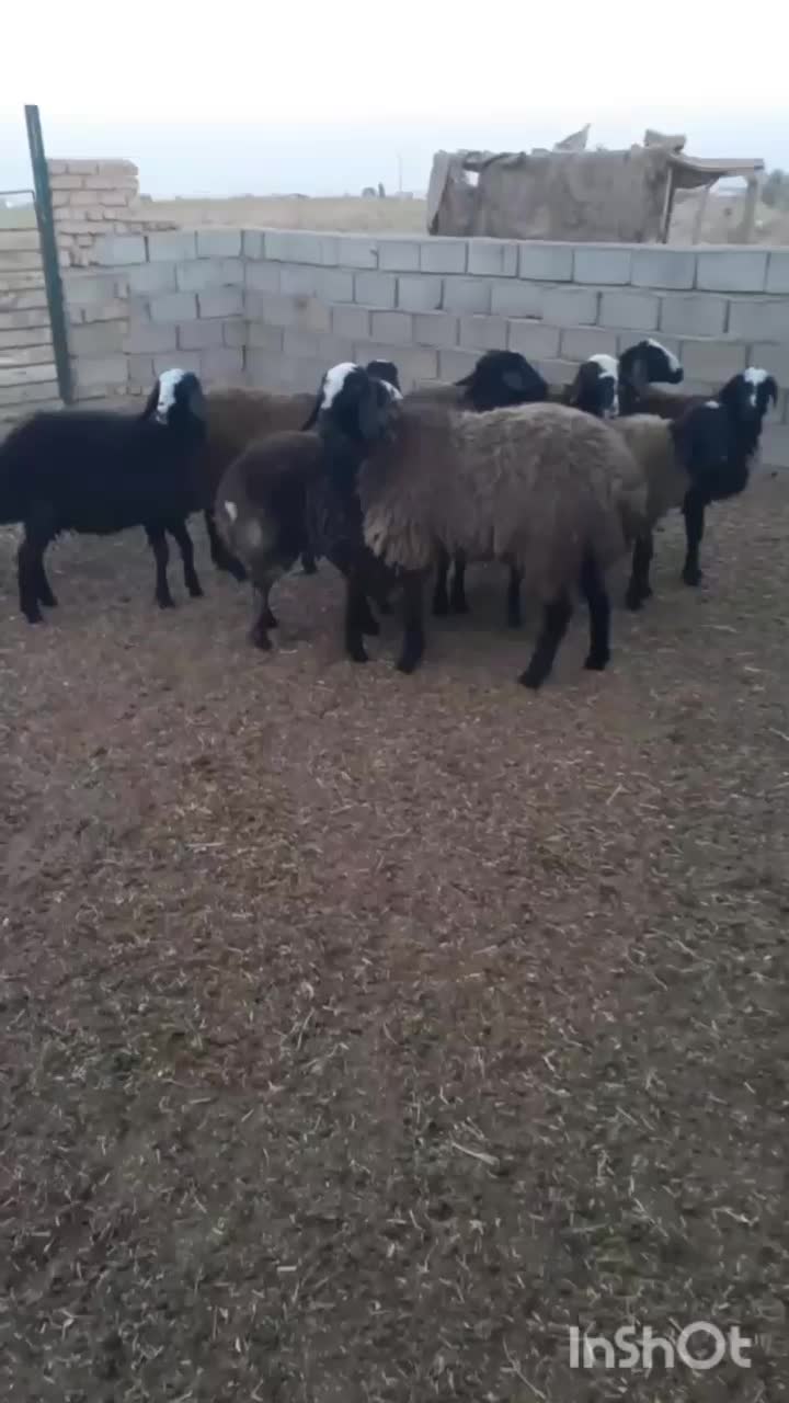 بره ماده شال|حیوانات مزرعه|شال, |دیوار