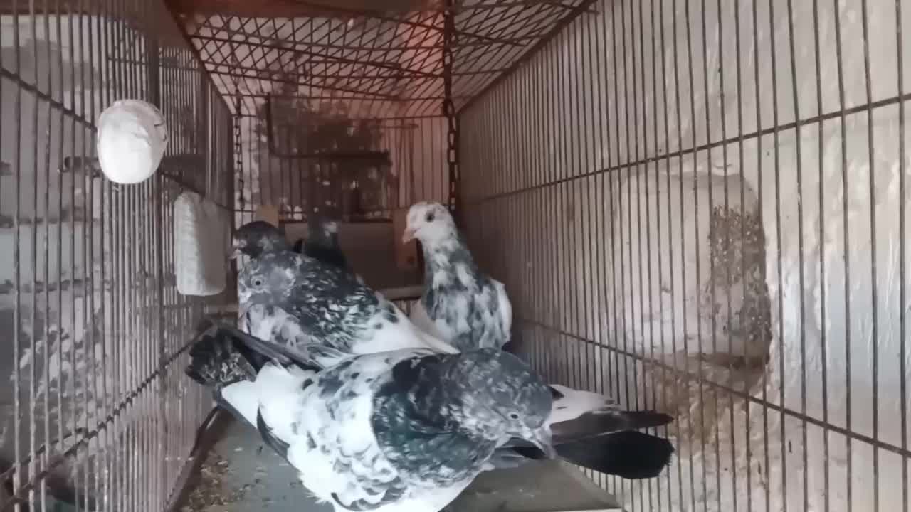 باسلام و احترام جوجه پاکستانی دانه ای ۳۰۰تومن|پرنده|رشت, گیل|دیوار