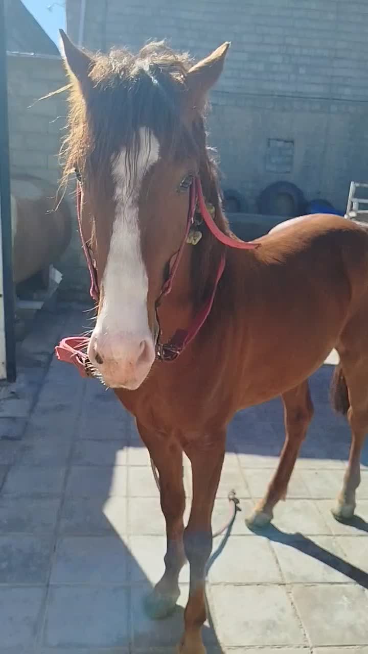 اسب|اسب و تجهیزات اسبسواری|ارومیه, |دیوار