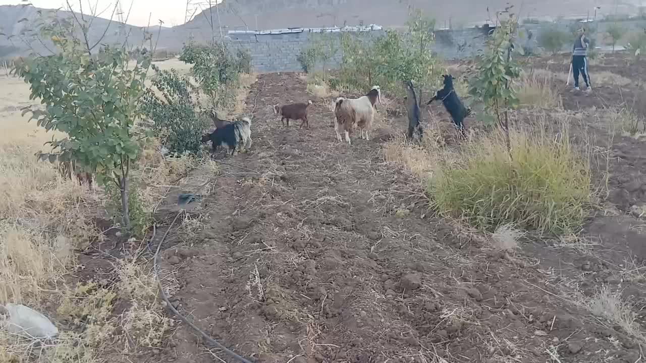 دامداری گوسفند وبز|حیوانات مزرعه|بیستون, |دیوار