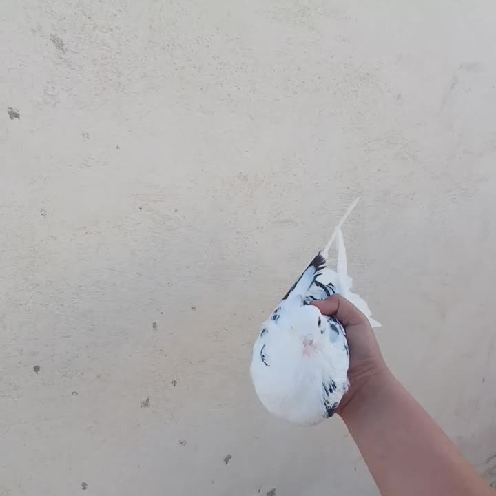 کبوتر|پرنده|گرگان, |دیوار