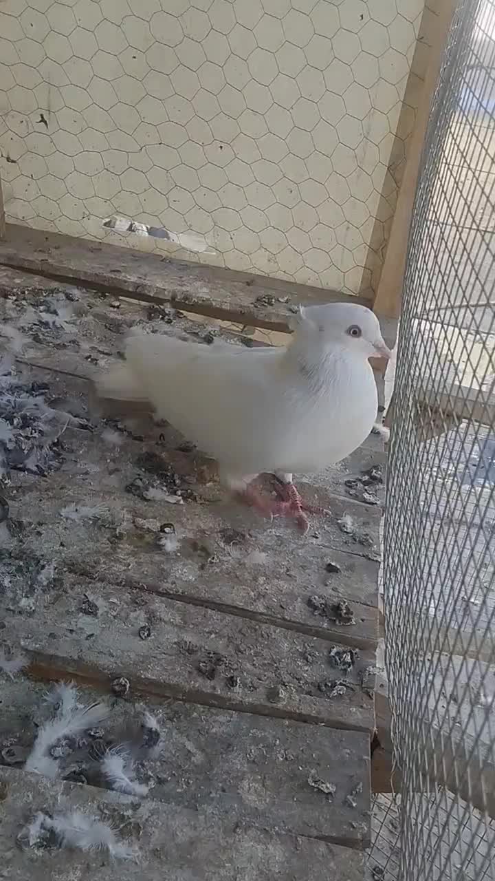 کفتر|پرنده|نیشابور, شهرک اندیشه|دیوار