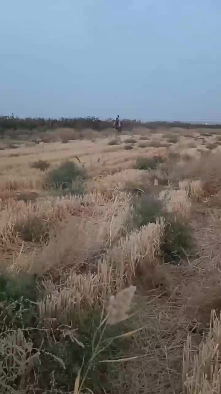 اسب یرقه|اسب و تجهیزات اسبسواری|تایباد, |دیوار