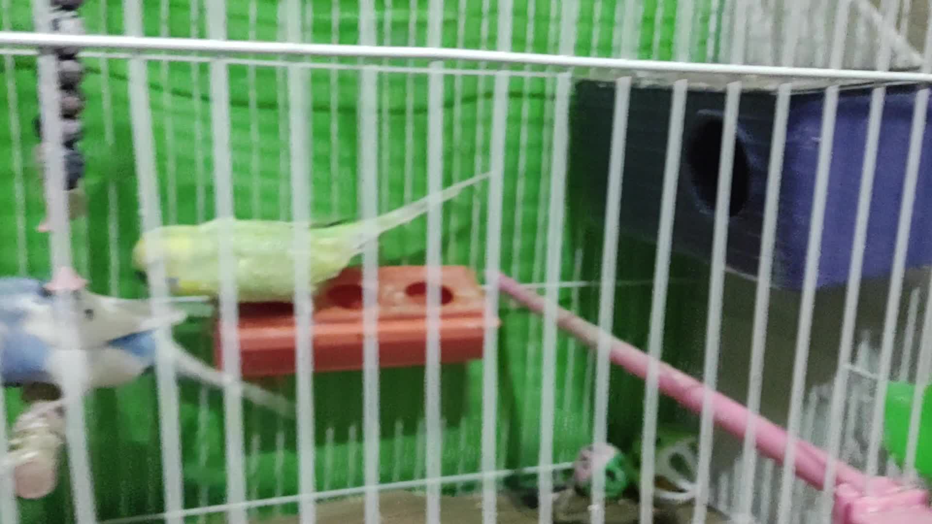 یک جفت مرغ عشق کار داده جوان روی 5تخم|پرنده|مشهد, رضاشهر|دیوار