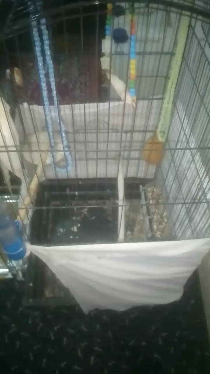 یه عدد عروس هلندی با قفس نو|پرنده|گرمسار, |دیوار