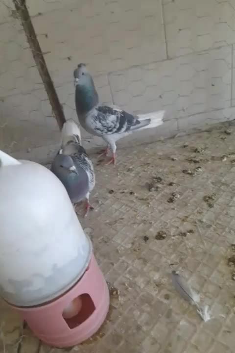 نروماده|پرنده|چترود, |دیوار
