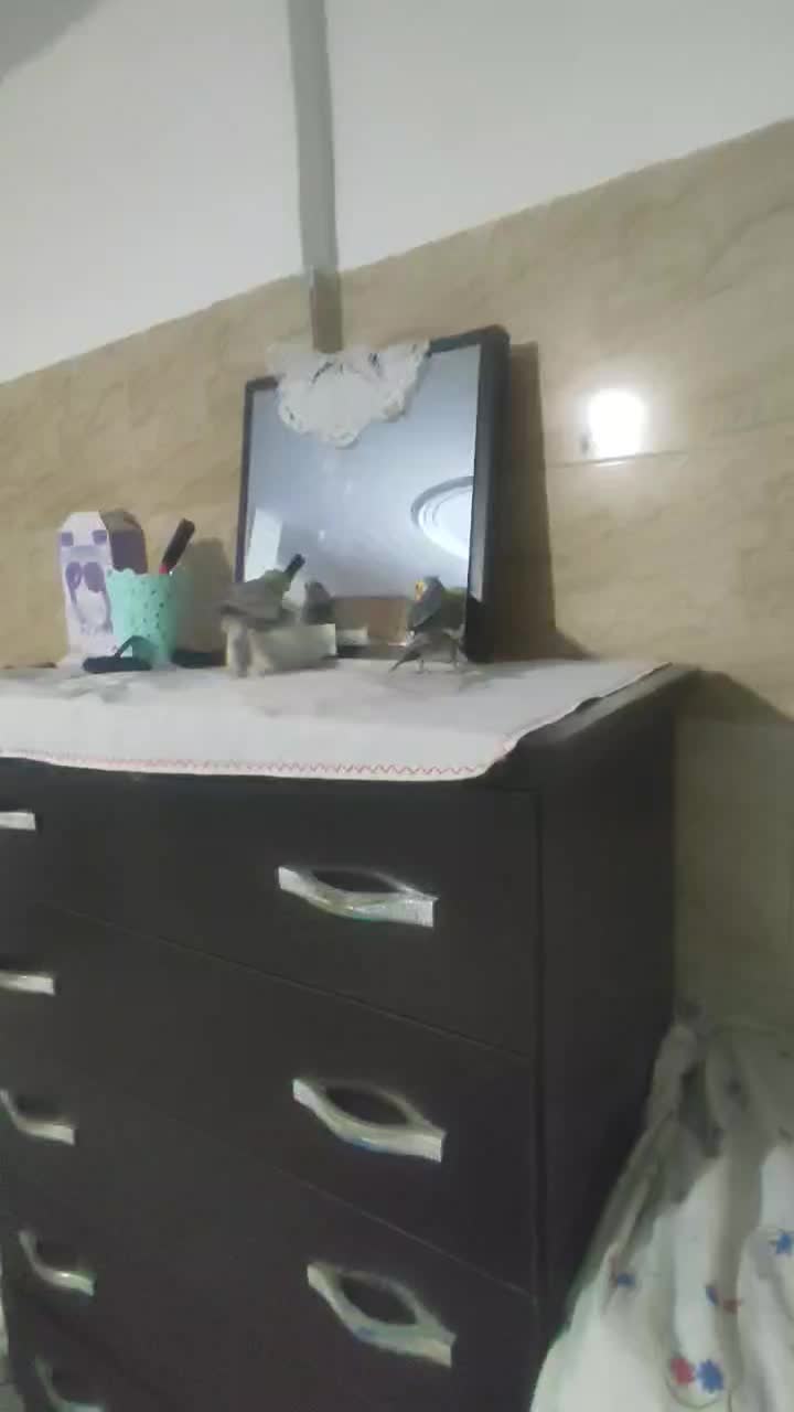 یک عروس نر سخنگو دستی|پرنده|محمدشهر, جعفرآباد|دیوار