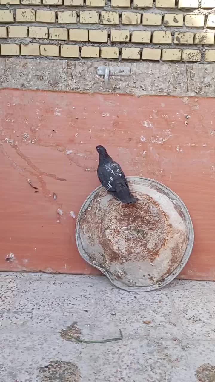 کفتر|پرنده|رامهرمز, |دیوار