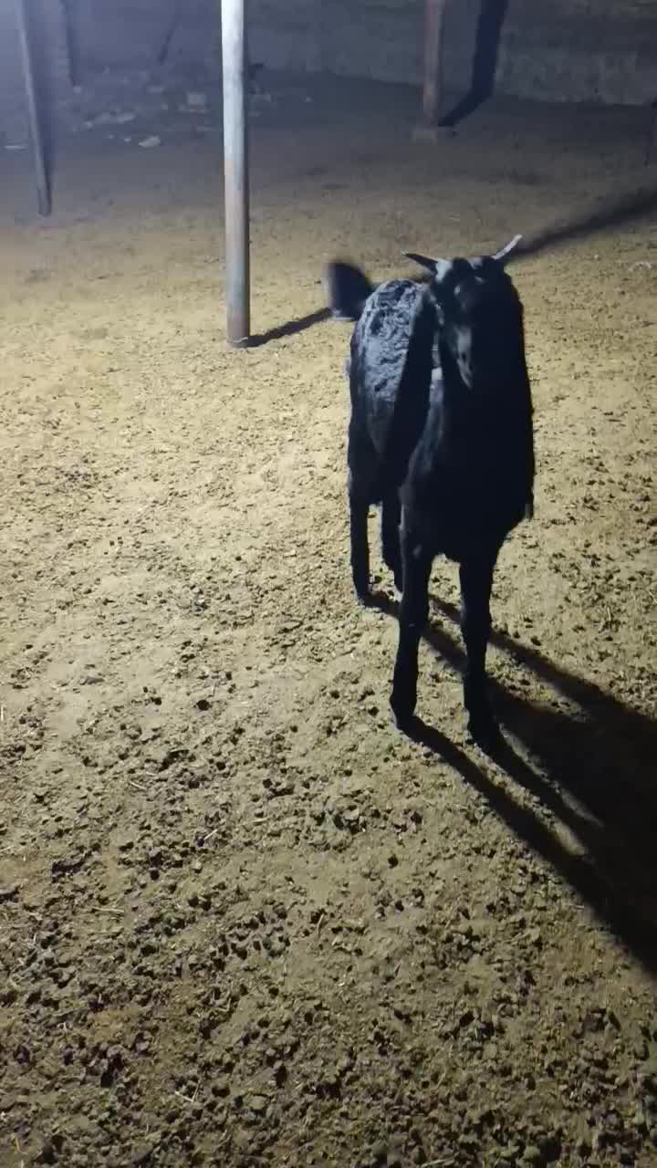 بزغاله گلابی|حیوانات مزرعه|بجنورد, |دیوار