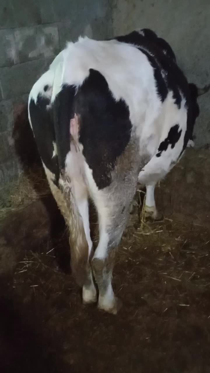 گاو آبستن|حیوانات مزرعه|تیکمه داش, |دیوار