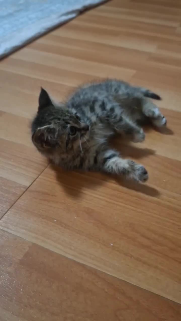 واگذاری بچه گربه|گربه|زنجان, |دیوار