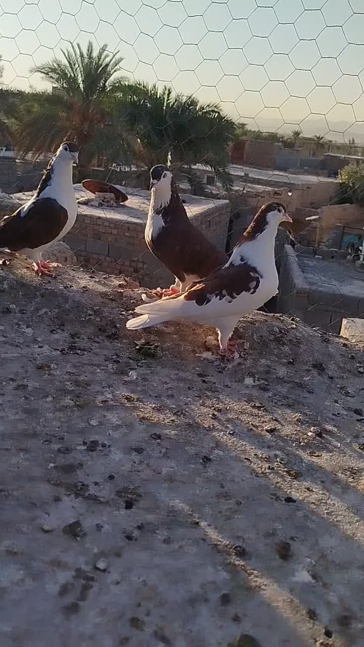 نرماده ساده سرخ با جوجه|پرنده|ایرانشهر, |دیوار