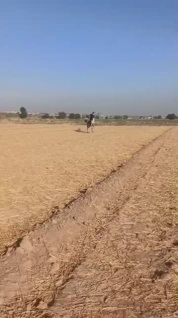 نریون مدارک دار|اسب و تجهیزات اسبسواری|ایلام, |دیوار