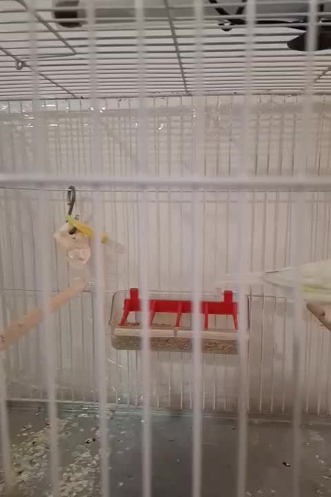 قناری|پرنده|فردیس, شهرک شهید حسینی|دیوار