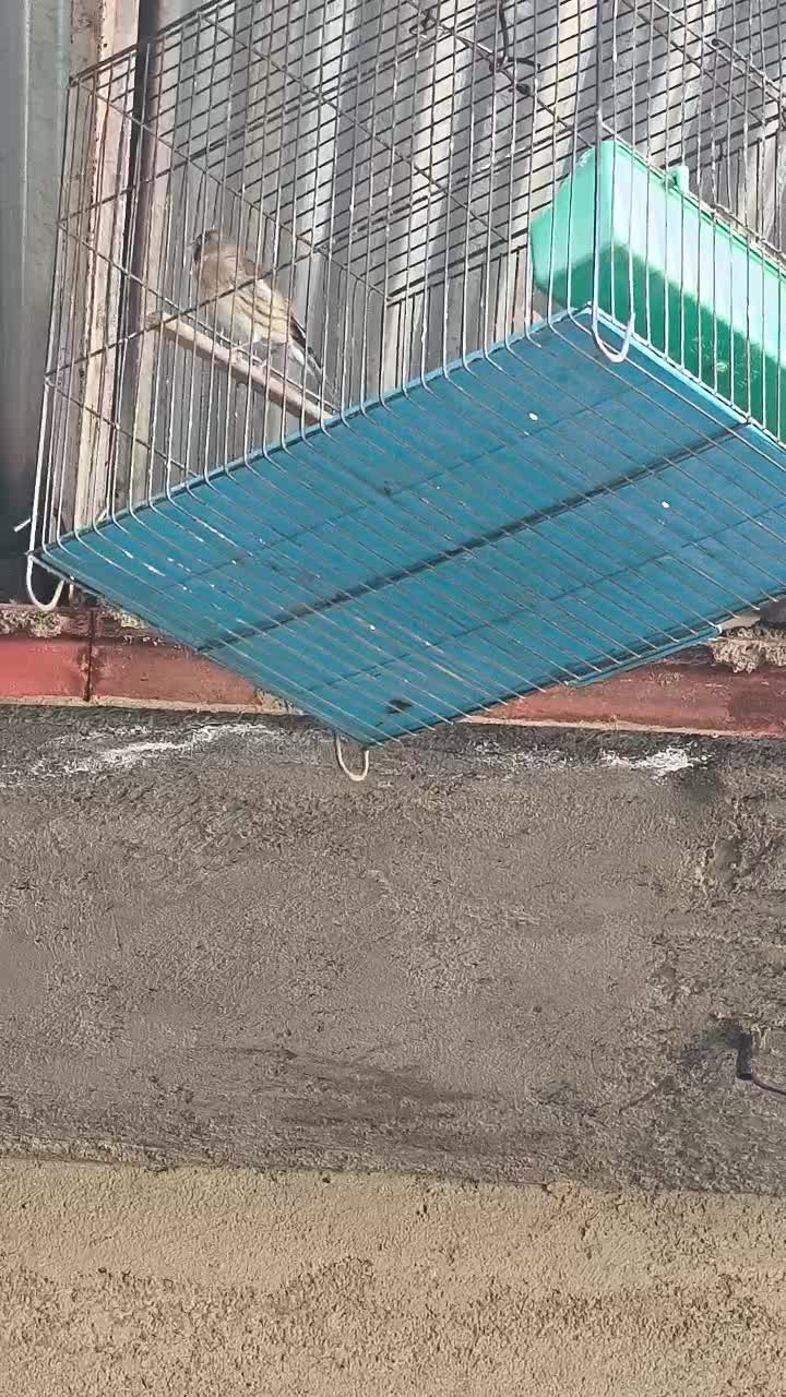 سهره یک ماه قفس نرو یک سهره قناری نر|پرنده|کنگاور, |دیوار