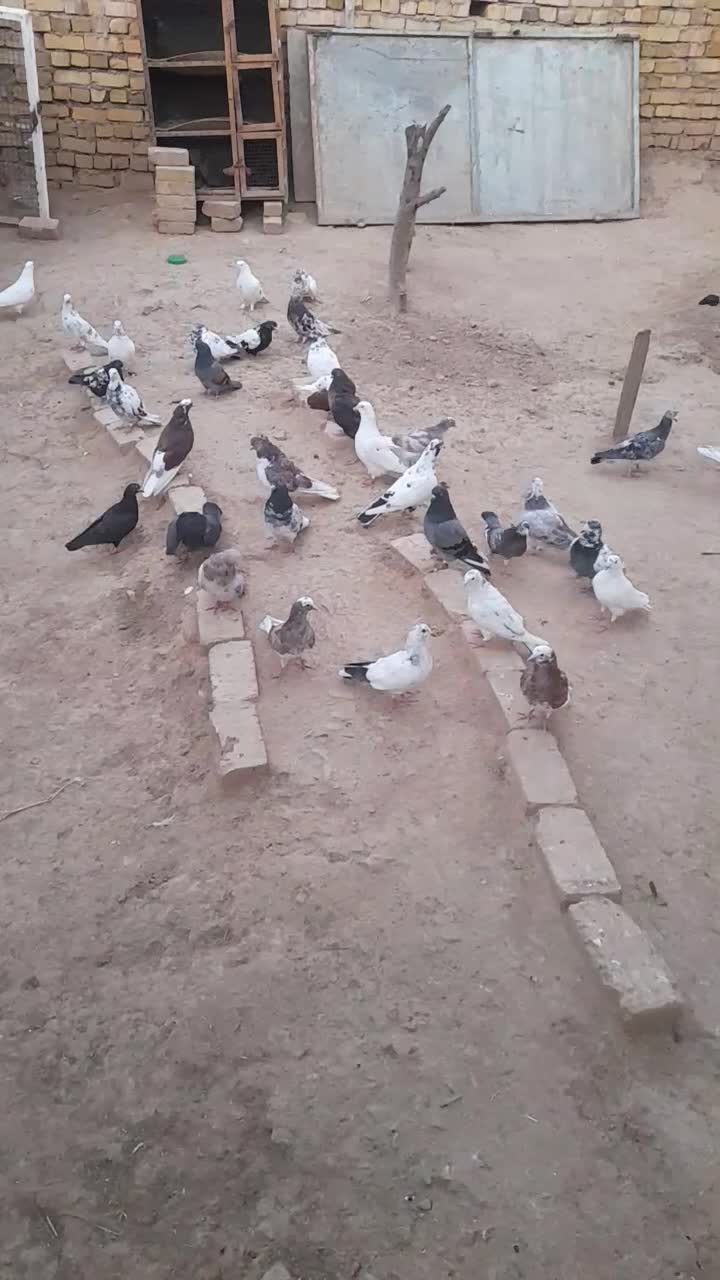 فروشی|پرنده|صائین قلعه, |دیوار