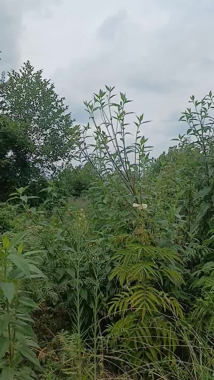 زمین احمد سرگوراب|فروش زمین و ملک کلنگی|احمدسرگوراب, |دیوار