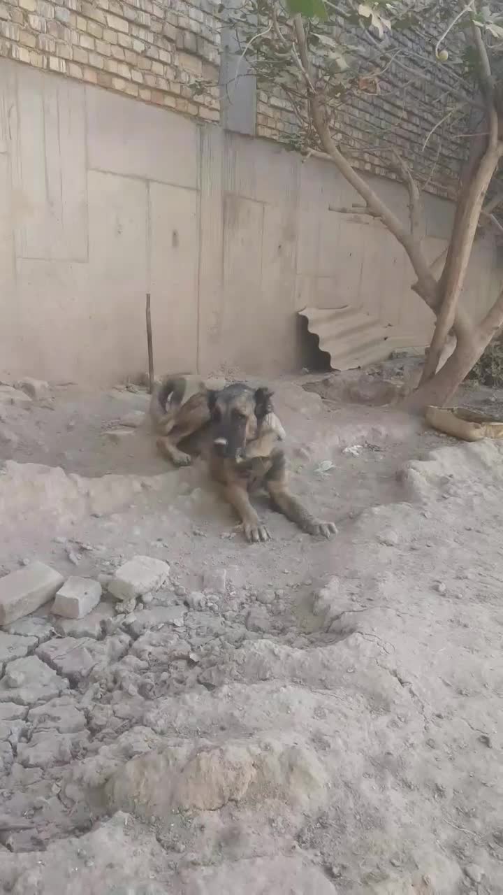 سگ سرابی|سگ|جوادآباد, |دیوار