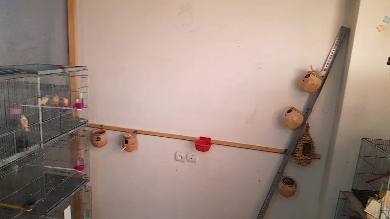 فنچ نرگسی|پرنده|مبارکه, |دیوار