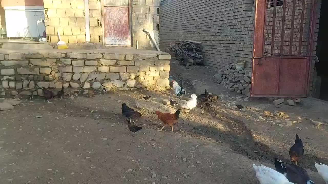 مرغ جوجه.اردگ|پرنده|بروجرد, |دیوار