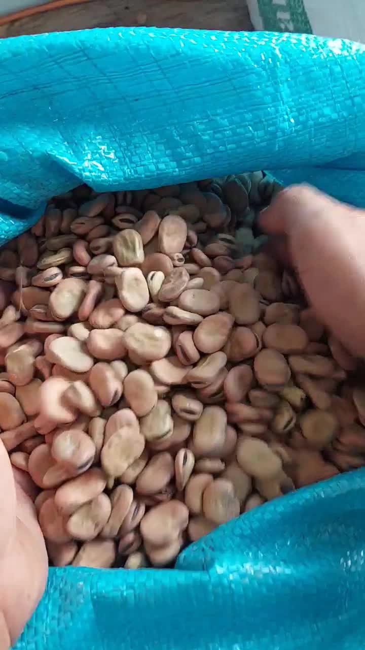 بذر باقلای هفت‌بند سورت‌شده، ضدعفونی‌شده آماده کشت|عمده‌فروشی|نکا, |دیوار